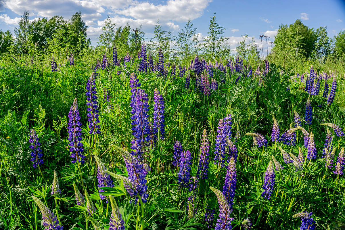 Nazwa:  DSC01245-1.jpg
Wyświetleń: 143
Rozmiar:  1,68 MB