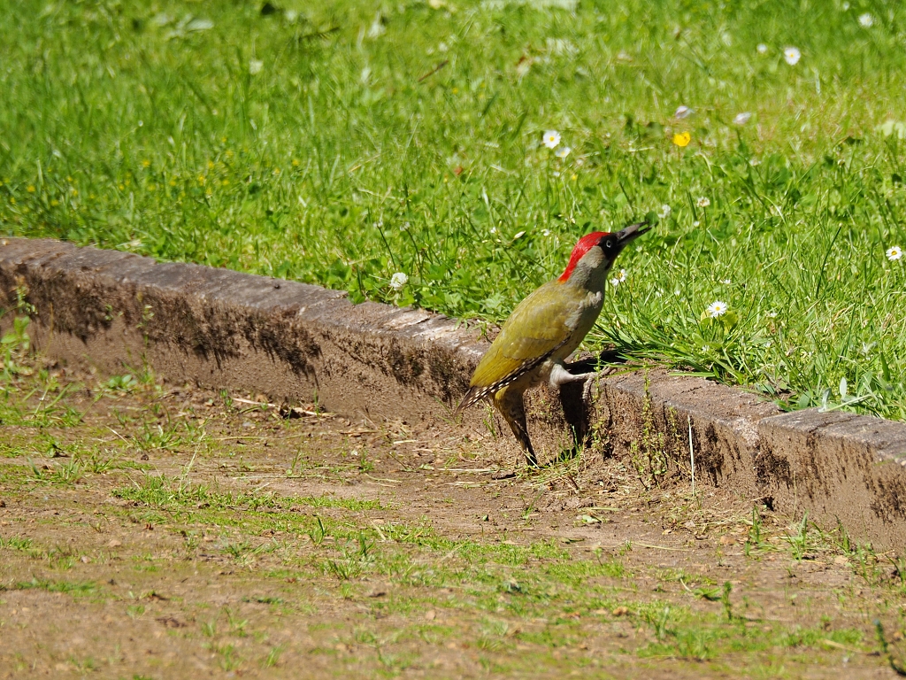 Nazwa:  P6146596c.jpg
Wyświetleń: 161
Rozmiar:  823,6 KB