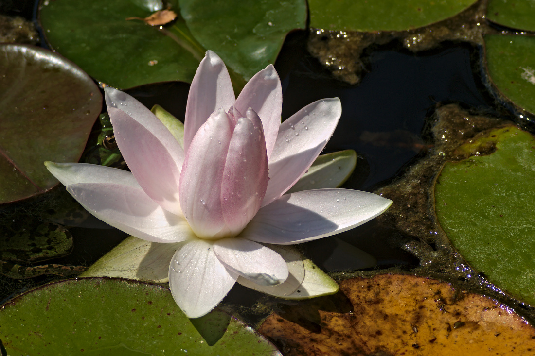 Nazwa:  P7280186ol.jpg
Wyświetleń: 79
Rozmiar:  346,8 KB