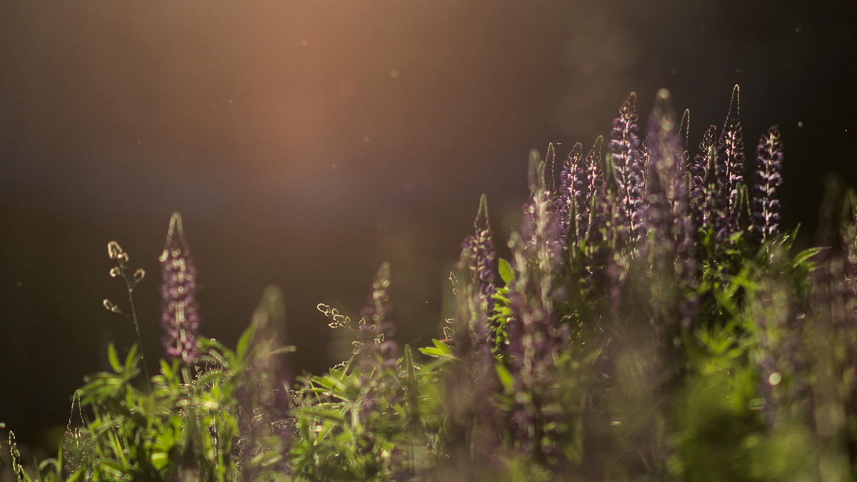 Nazwa:  P6132142.jpg
Wyświetleń: 92
Rozmiar:  220,1 KB