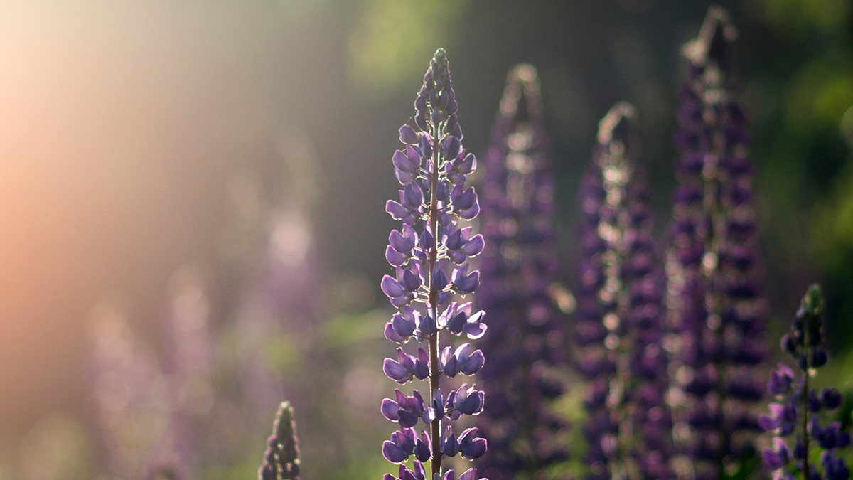 Nazwa:  P6132143.jpg
Wyświetleń: 98
Rozmiar:  180,4 KB