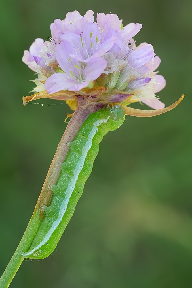 Nazwa:  49631831881_5a681d7ce1_o.jpg
Wyświetleń: 160
Rozmiar:  100,2 KB