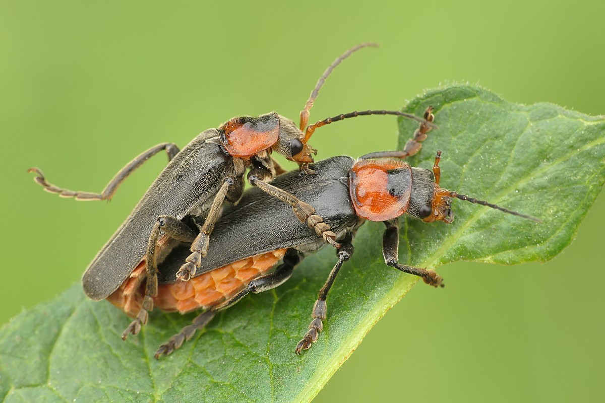 Nazwa:  49636668167_5aa42d7c5a_o.jpg
Wyświetleń: 139
Rozmiar:  188,6 KB