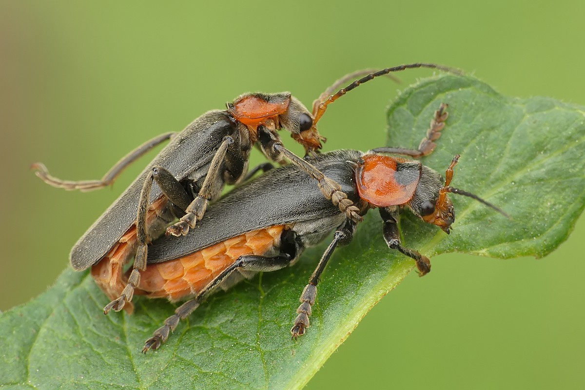 Nazwa:  49636394101_a98f12c8a6_o.jpg
Wyświetleń: 146
Rozmiar:  204,8 KB