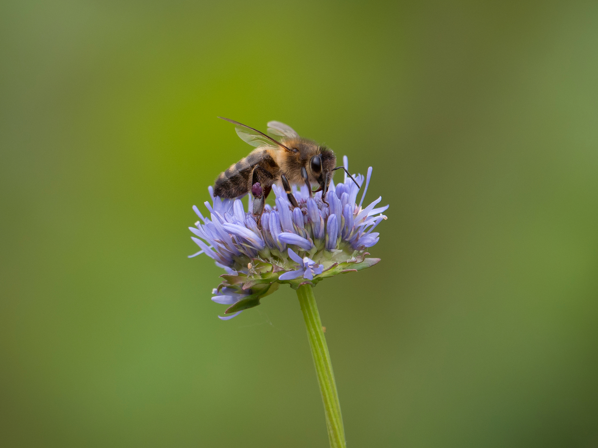 Nazwa:  P1074413m.JPG
Wyświetleń: 139
Rozmiar:  2,79 MB