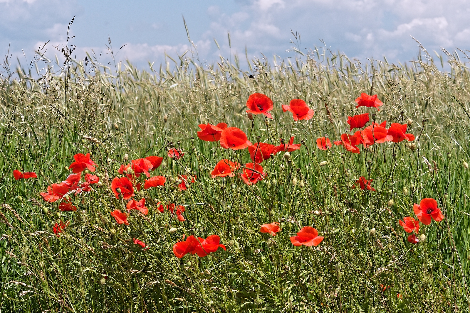 Nazwa:  maki.jpg
Wyświetleń: 202
Rozmiar:  2,13 MB
