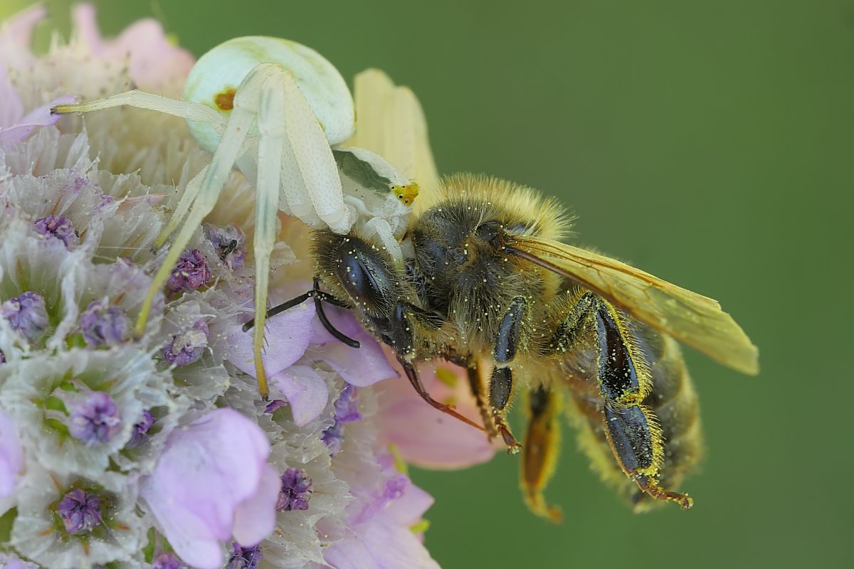 Nazwa:  49649829522_f9f5f36317_o.jpg
Wyświetleń: 122
Rozmiar:  134,0 KB