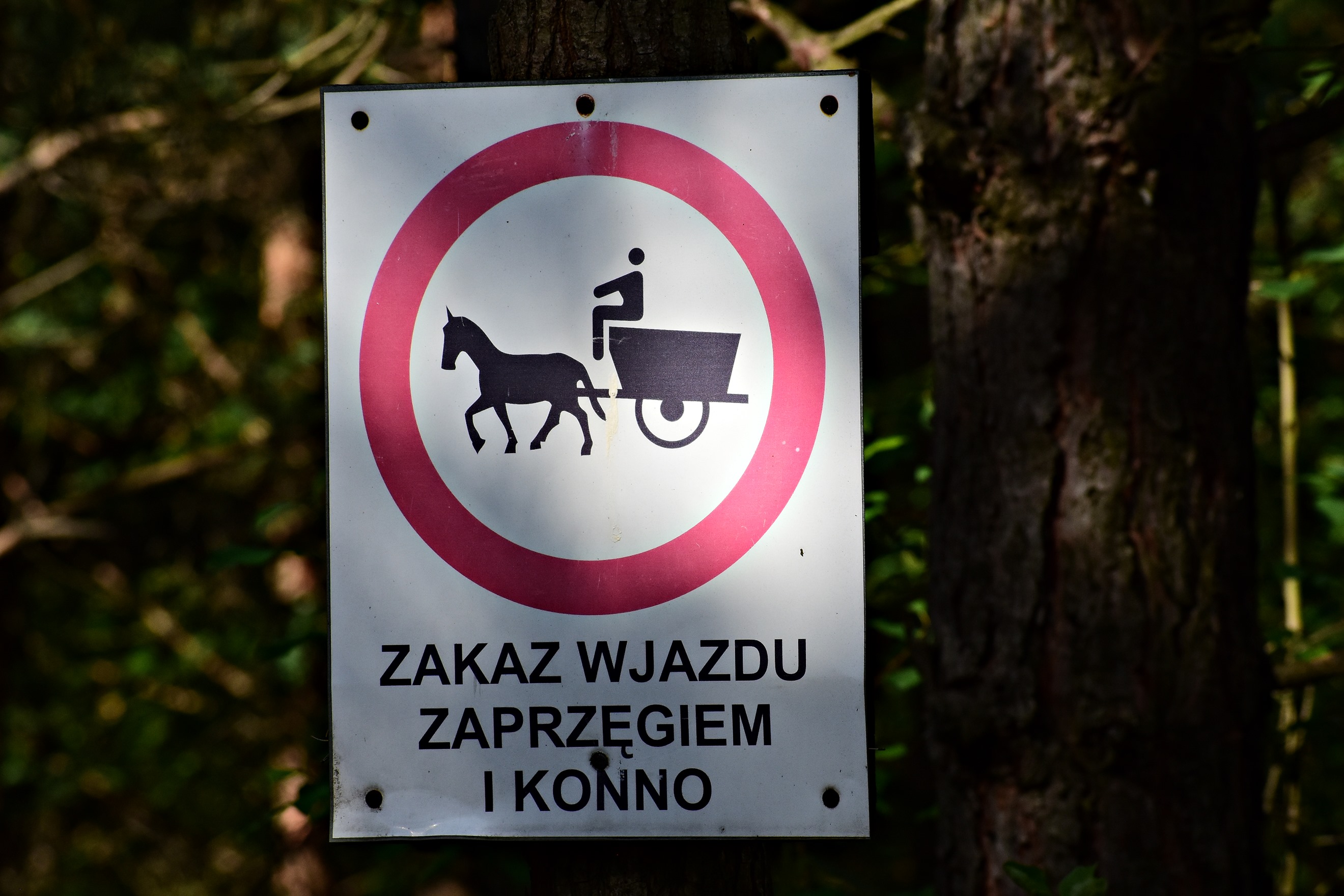 Nazwa:  001.JPG
Wyświetleń: 235
Rozmiar:  693,3 KB