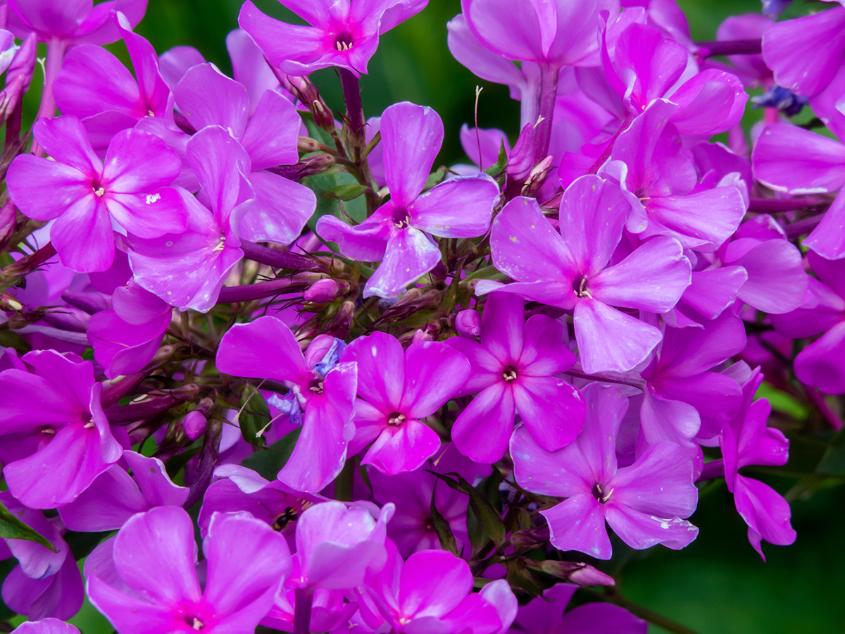 Nazwa:  P7120078-1.jpg
Wyświetleń: 91
Rozmiar:  1.014,0 KB