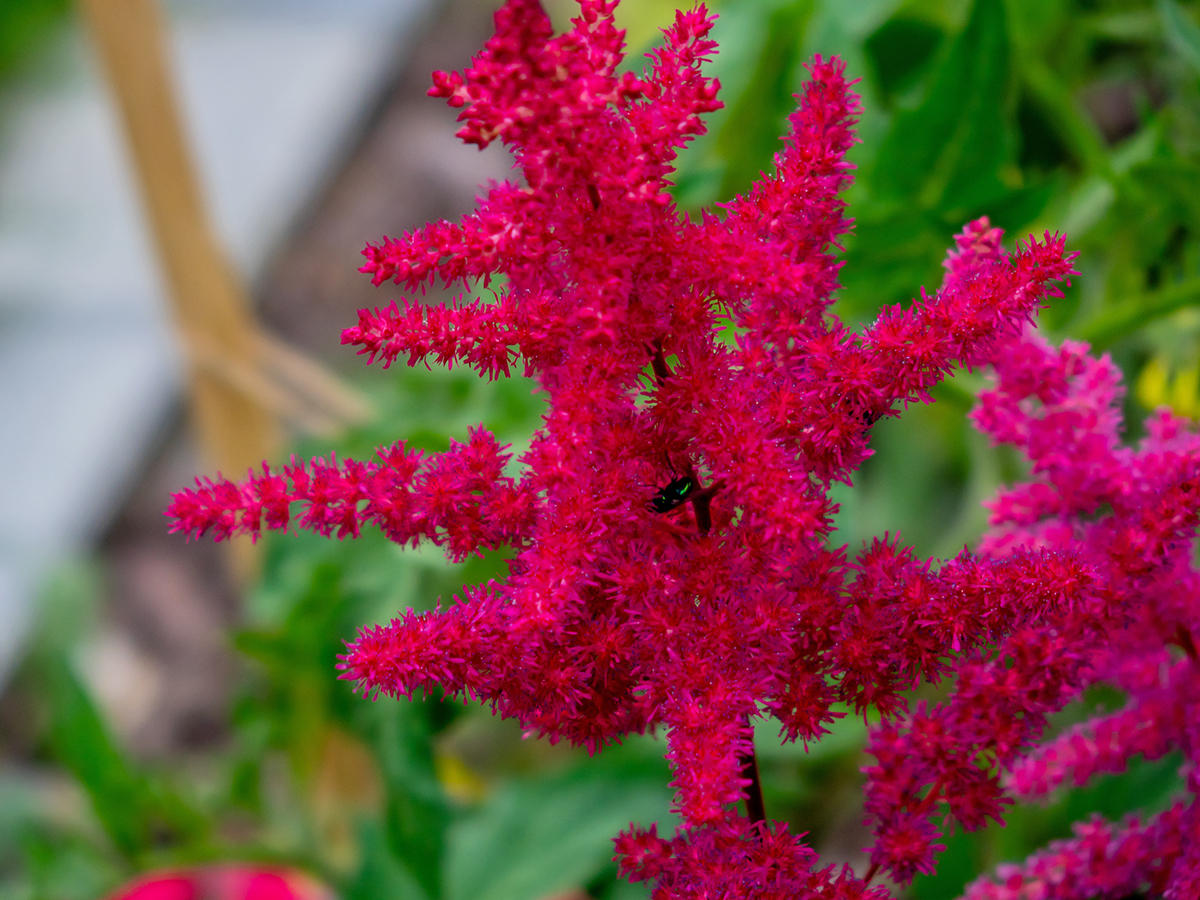 Nazwa:  P7120081-1.jpg
Wyświetleń: 97
Rozmiar:  1.001,7 KB