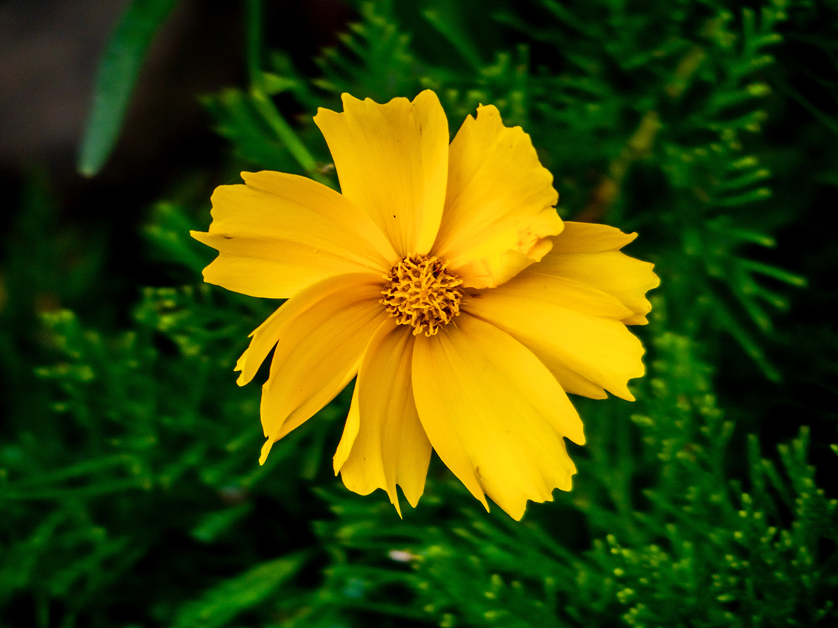 Nazwa:  P7120084-1.jpg
Wyświetleń: 100
Rozmiar:  782,0 KB