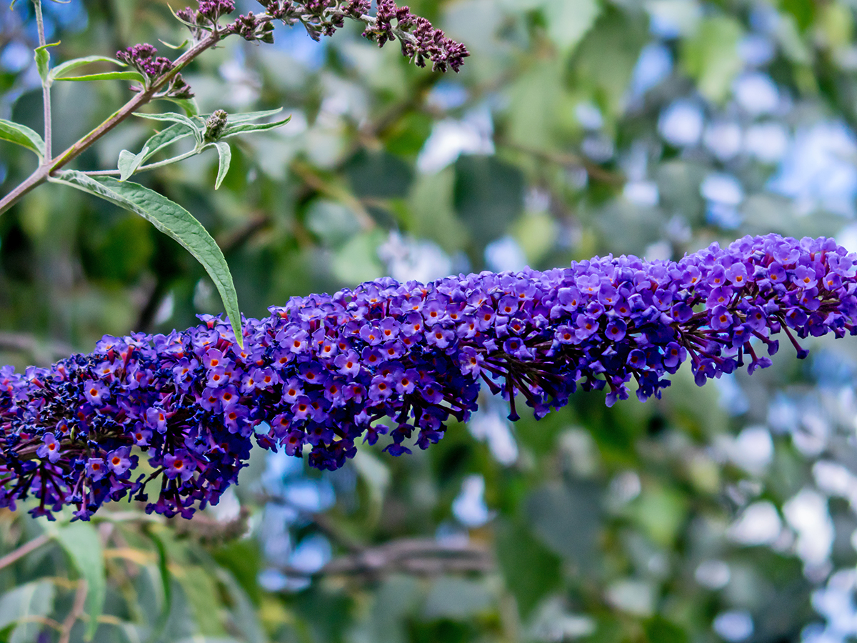 Nazwa:  P7120085-1.jpg
Wyświetleń: 91
Rozmiar:  1,05 MB