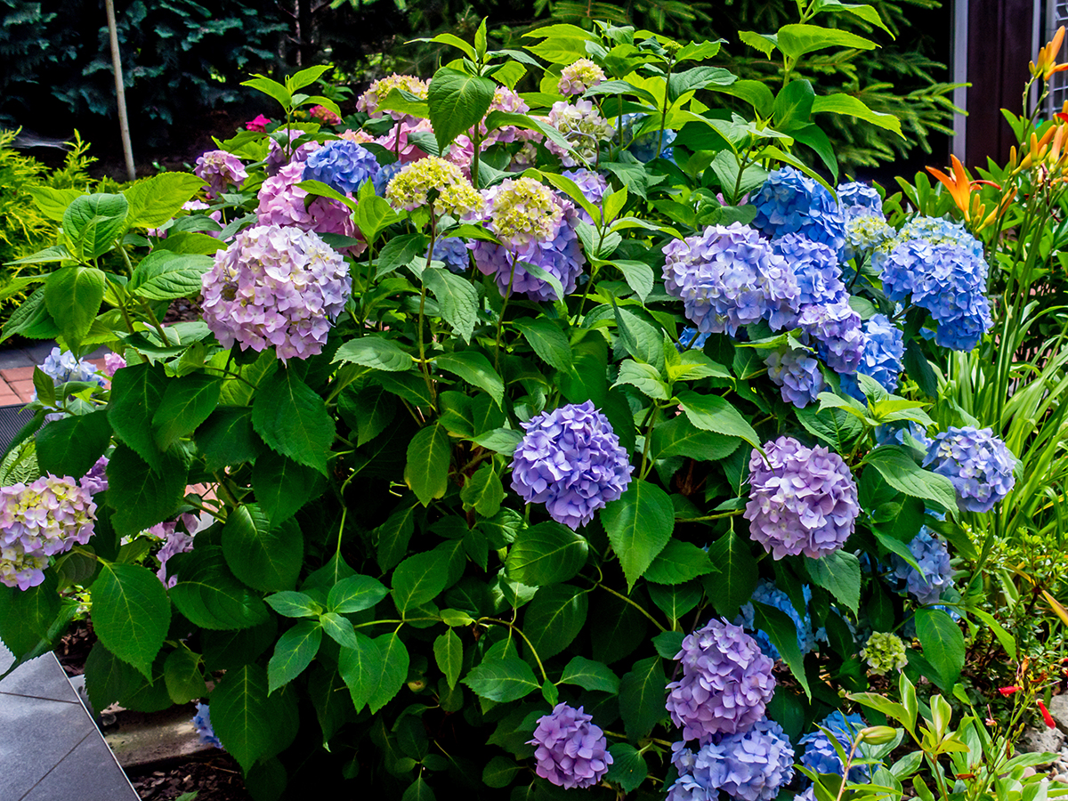 Nazwa:  P7120089-1.jpg
Wyświetleń: 94
Rozmiar:  1,55 MB