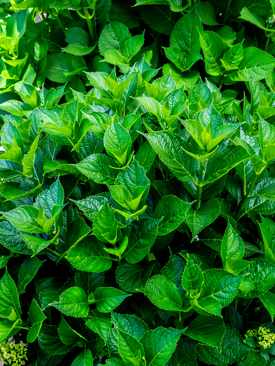 Nazwa:  P7120094-1.jpg
Wyświetleń: 100
Rozmiar:  1,57 MB