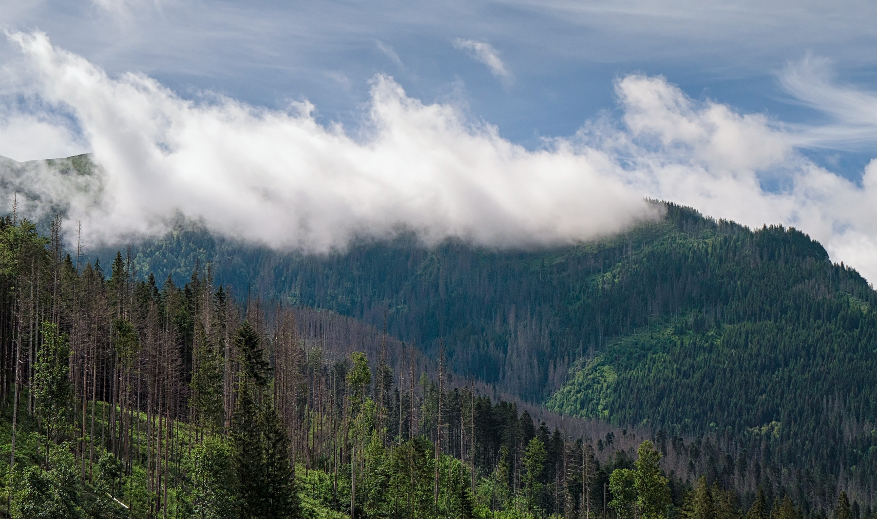 Nazwa:  P1150421.jpg
Wyświetleń: 98
Rozmiar:  1,34 MB