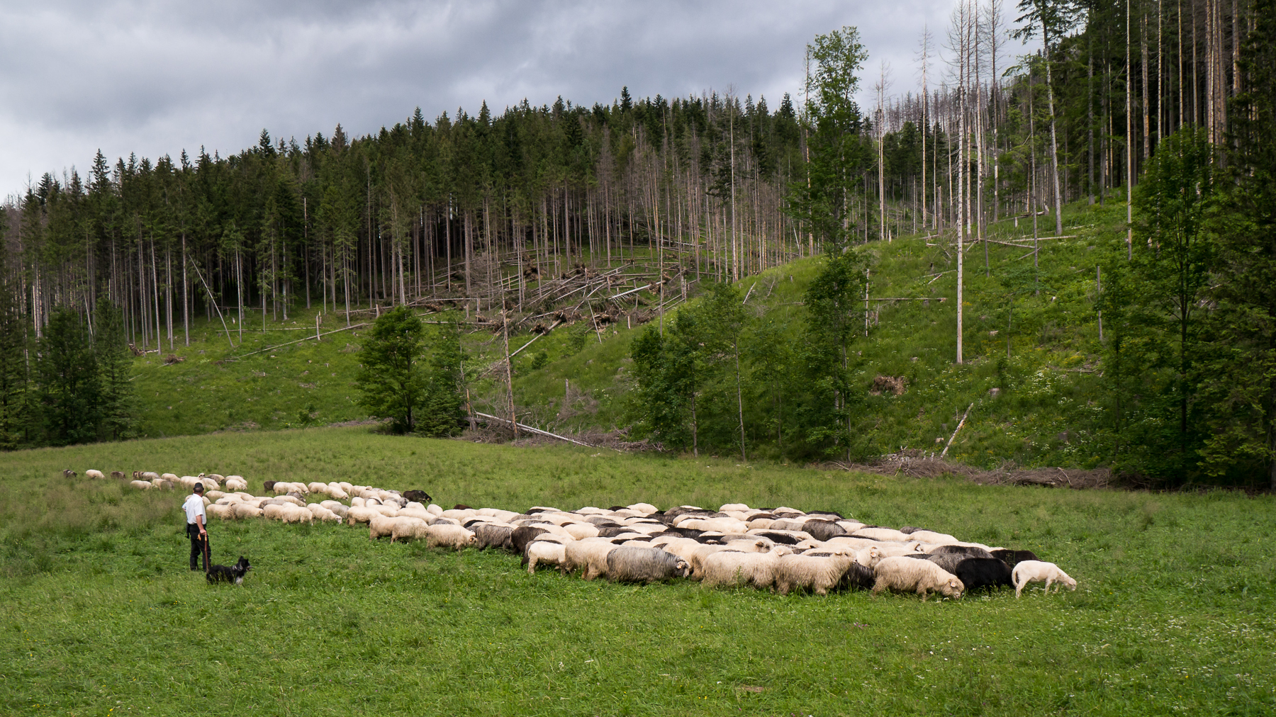 Nazwa:  P1150608.jpg
Wyświetleń: 98
Rozmiar:  1,96 MB