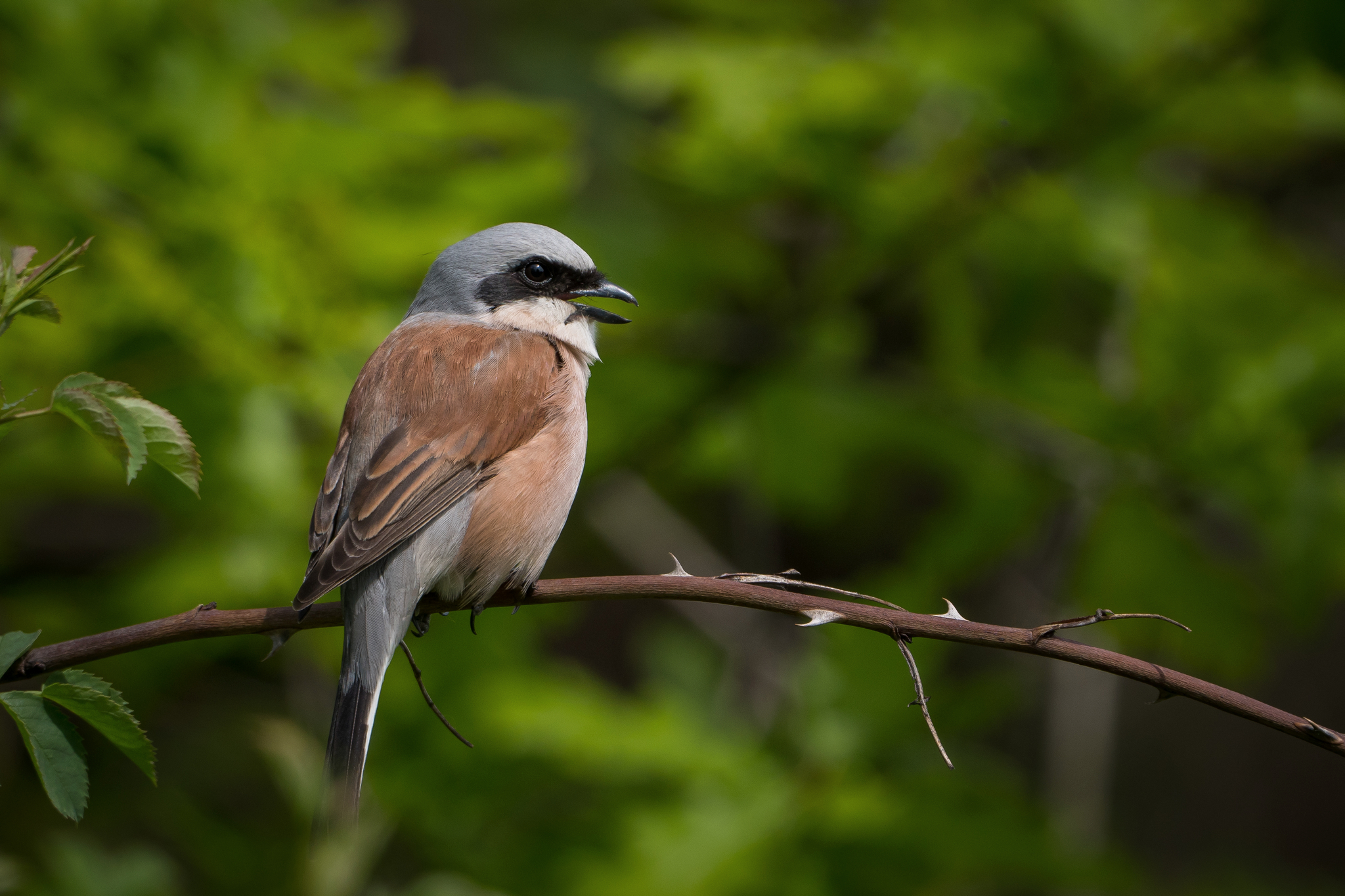 Nazwa:  P1073628.JPG
Wyświetleń: 398
Rozmiar:  2,41 MB