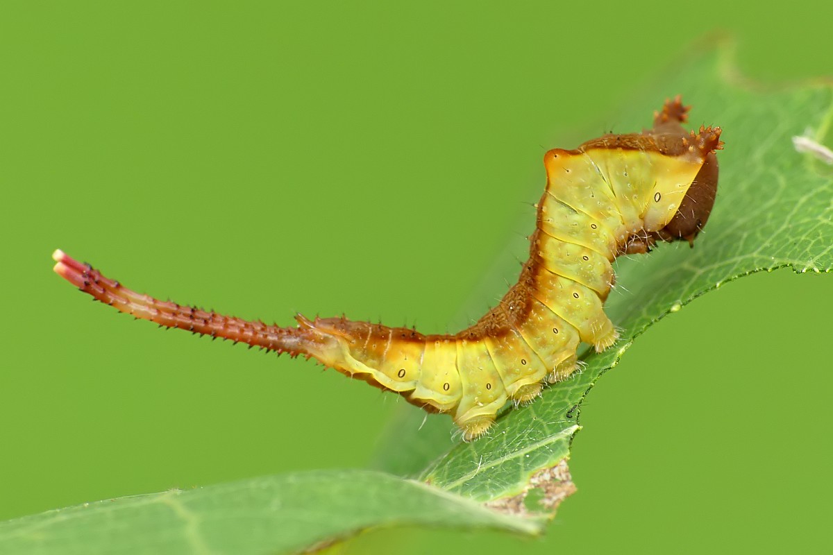 Kliknij obrazek, aby uzyskać większą wersję

Nazwa:	macro10.jpg
Wyświetleń:	503
Rozmiar:	100,2 KB
ID:	224801