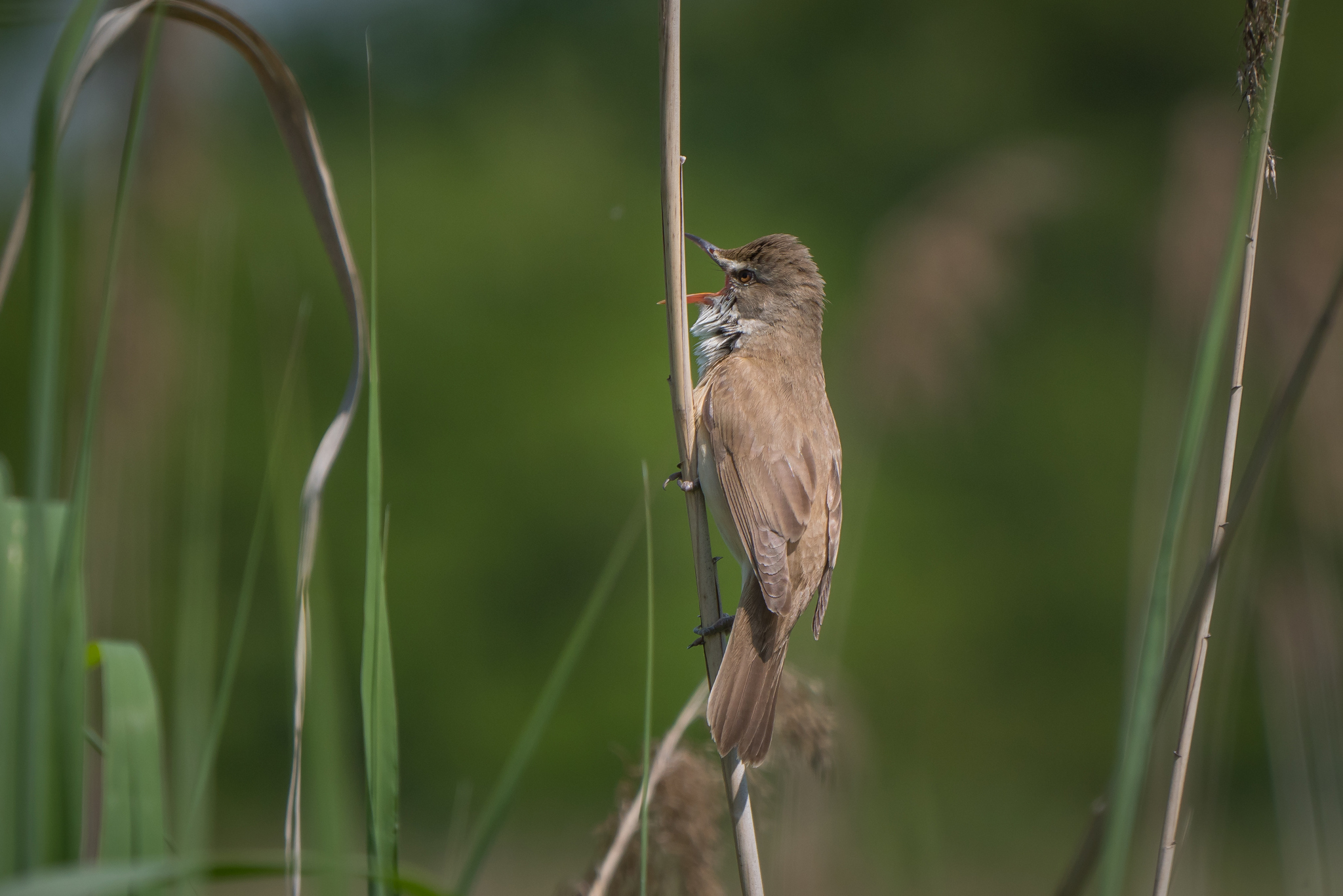 Nazwa:  P1074098.JPG
Wyświetleń: 293
Rozmiar:  949,0 KB