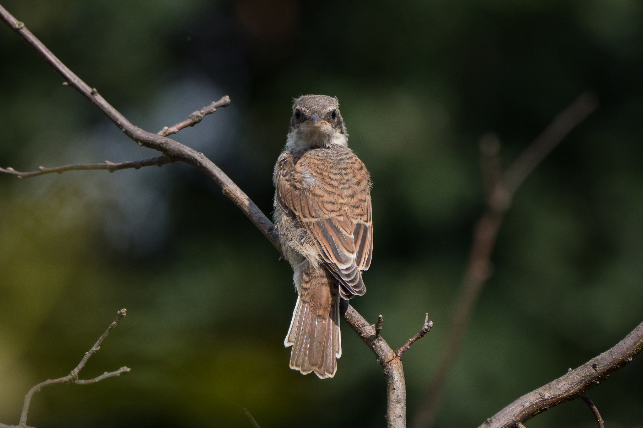 Nazwa:  P1085556.JPG
Wyświetleń: 262
Rozmiar:  1,71 MB