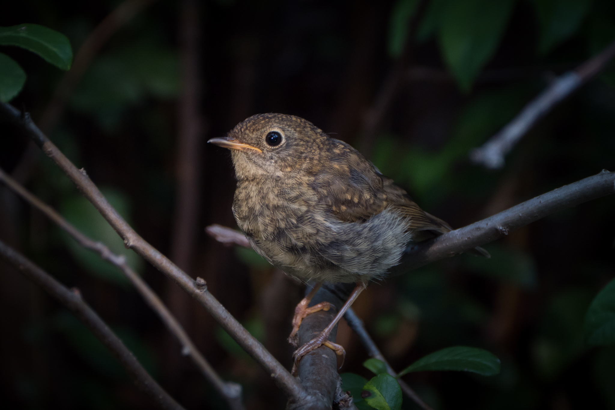 Nazwa:  P1085686.JPG
Wyświetleń: 199
Rozmiar:  1,01 MB