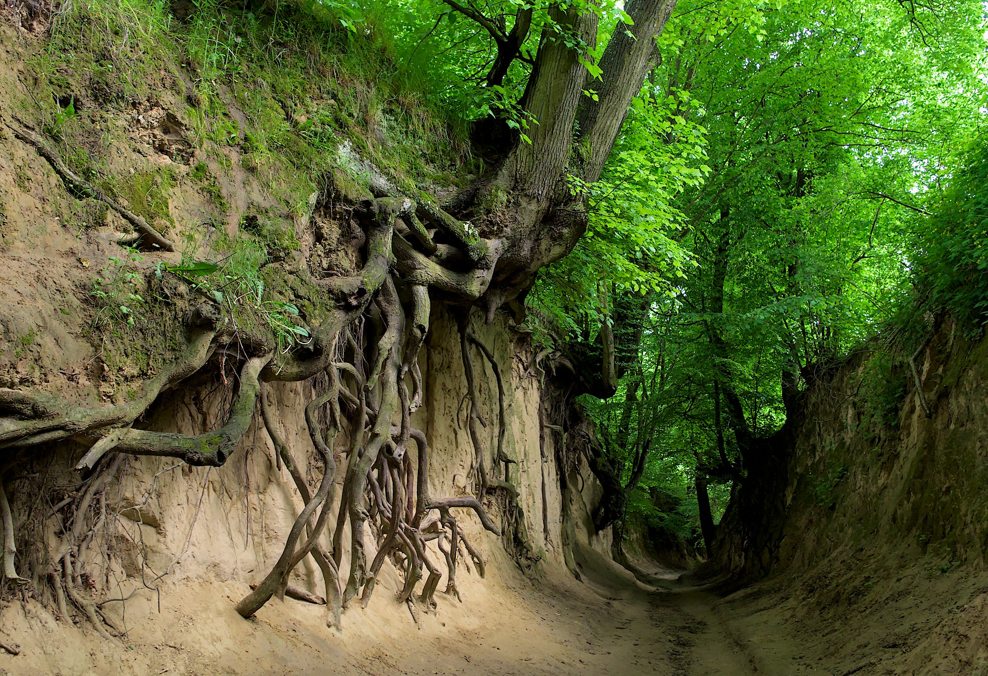 Nazwa:  P5240420.jpg
Wyświetleń: 131
Rozmiar:  1,18 MB