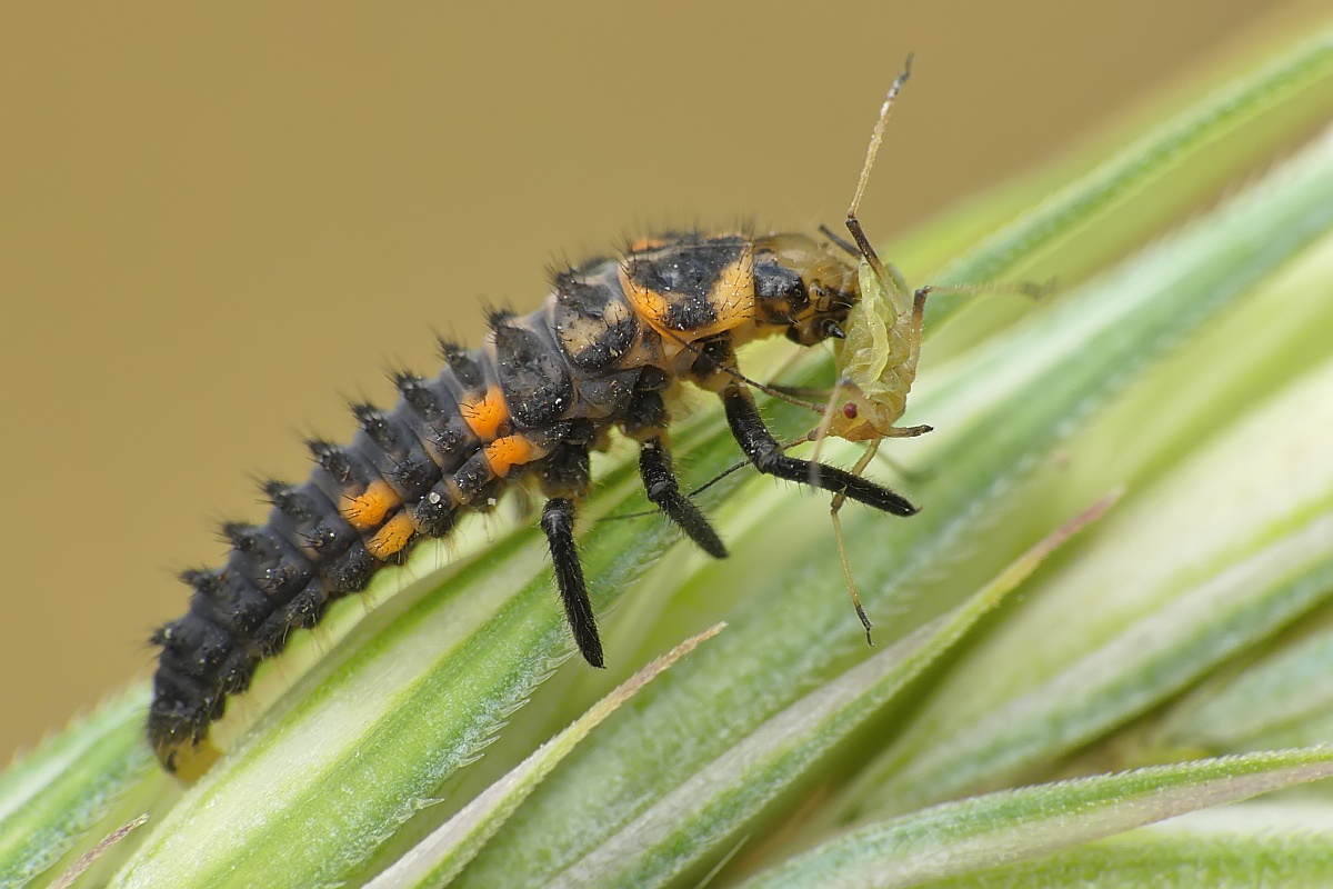 Nazwa:  49782572042_aa5579de89_o.jpg
Wyświetleń: 181
Rozmiar:  237,5 KB