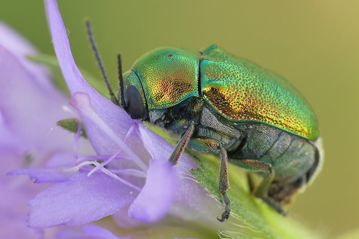 Nazwa:  49860143267_2a2e1c628c_o.jpg
Wyświetleń: 338
Rozmiar:  174,9 KB