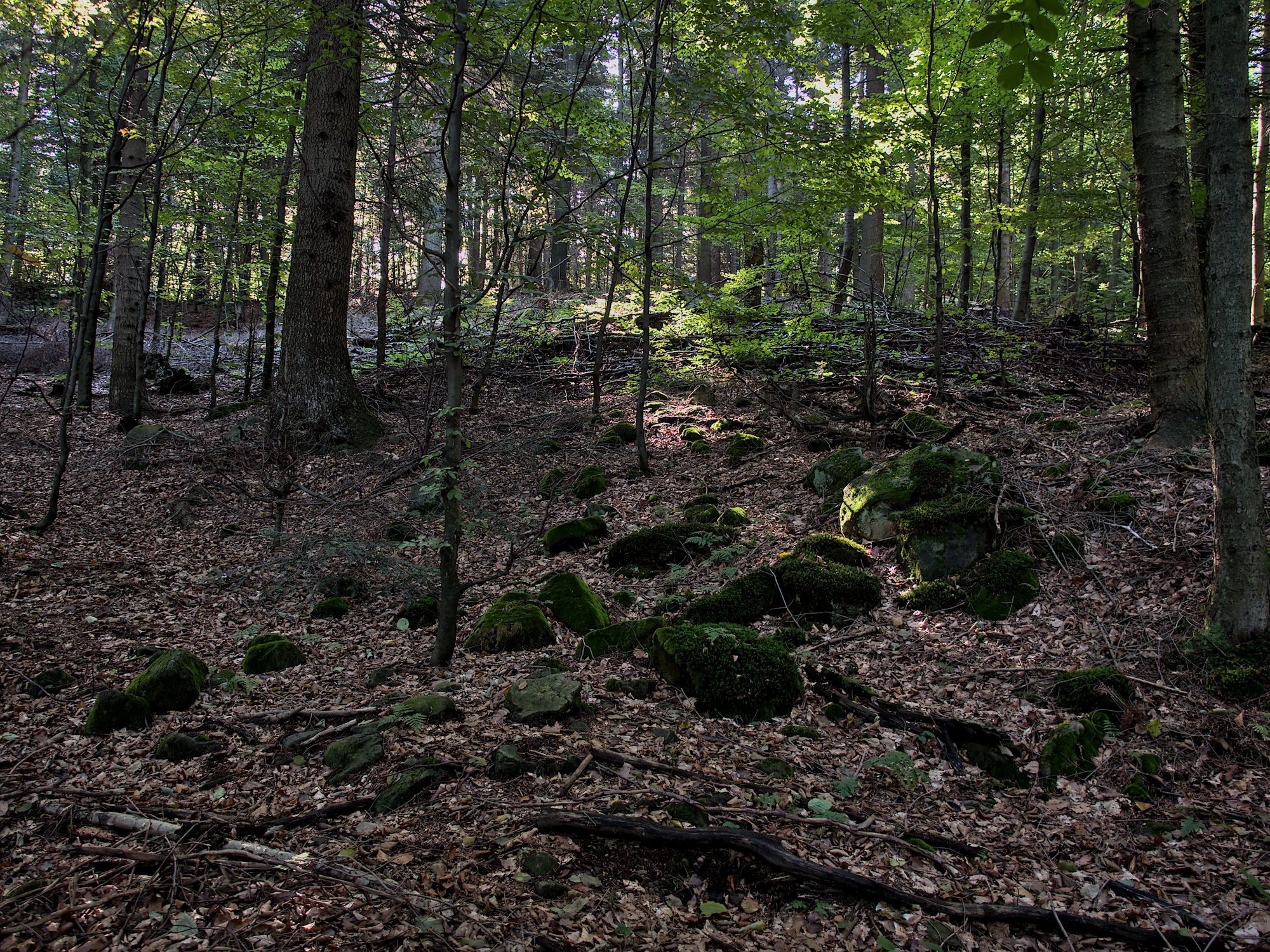 Nazwa:  P1035606.jpg
Wyświetleń: 106
Rozmiar:  1,10 MB