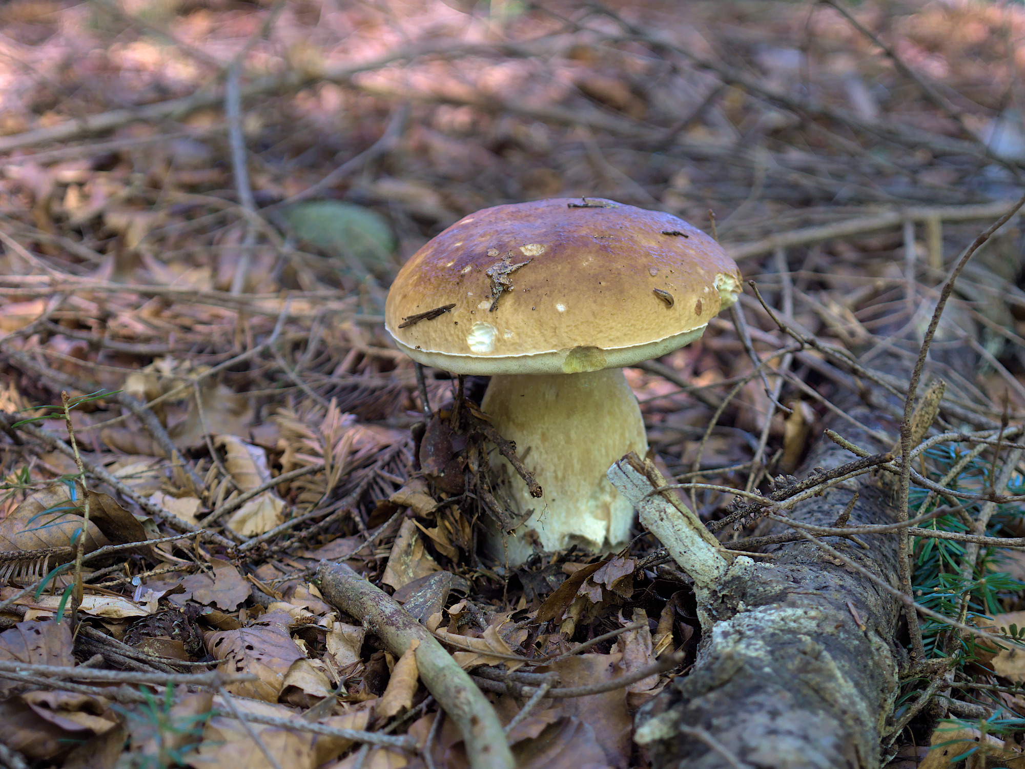 Nazwa:  P1035608.jpg
Wyświetleń: 110
Rozmiar:  1,04 MB