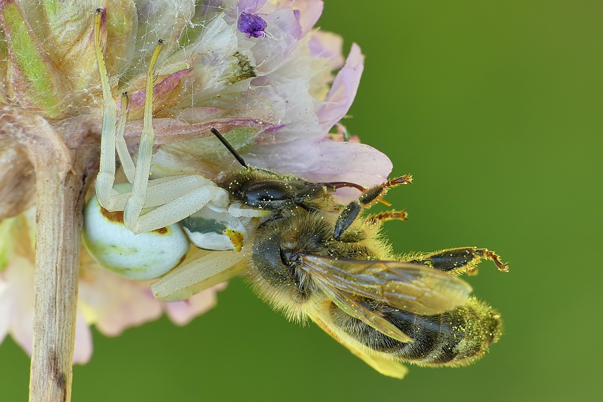 Nazwa:  49880279427_8e0f3c3738_o.jpg
Wyświetleń: 302
Rozmiar:  213,0 KB