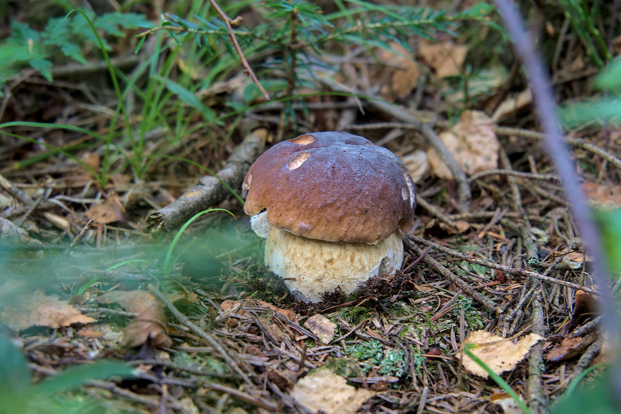 Nazwa:  P9161769.jpg
Wyświetleń: 116
Rozmiar:  1,05 MB