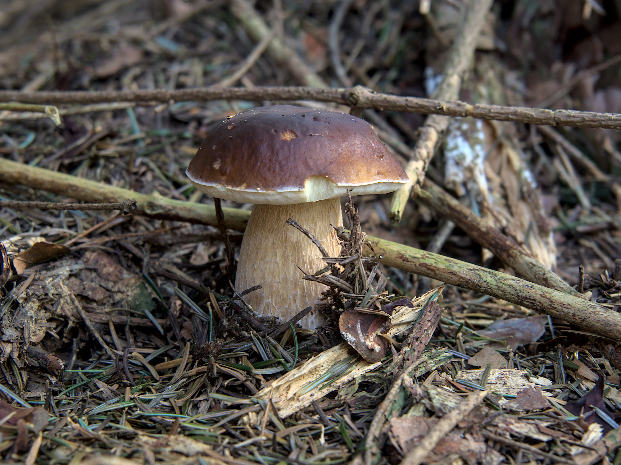 Nazwa:  P9161766.jpg
Wyświetleń: 112
Rozmiar:  1.003,7 KB