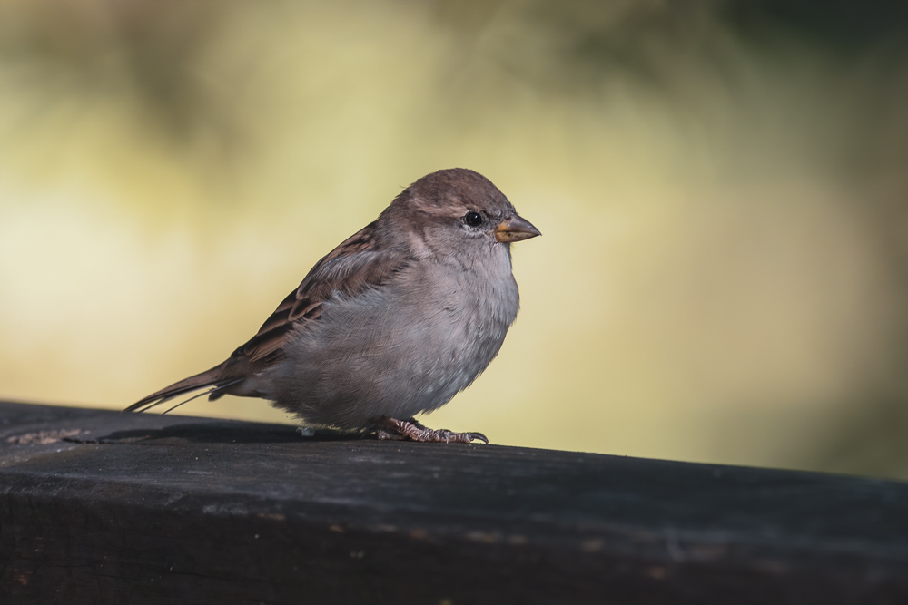 Nazwa:  J28A4707-.JPG
Wyświetleń: 222
Rozmiar:  247,5 KB