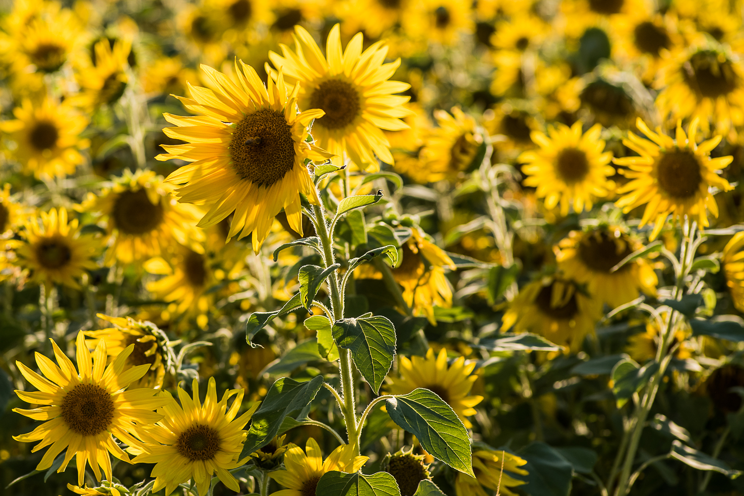 Nazwa:  Of-425.jpg
Wyświetleń: 179
Rozmiar:  1,29 MB