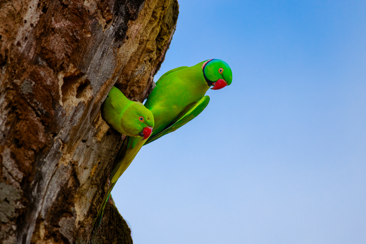 Nazwa:  J28A3033.JPG
Wyświetleń: 168
Rozmiar:  684,7 KB