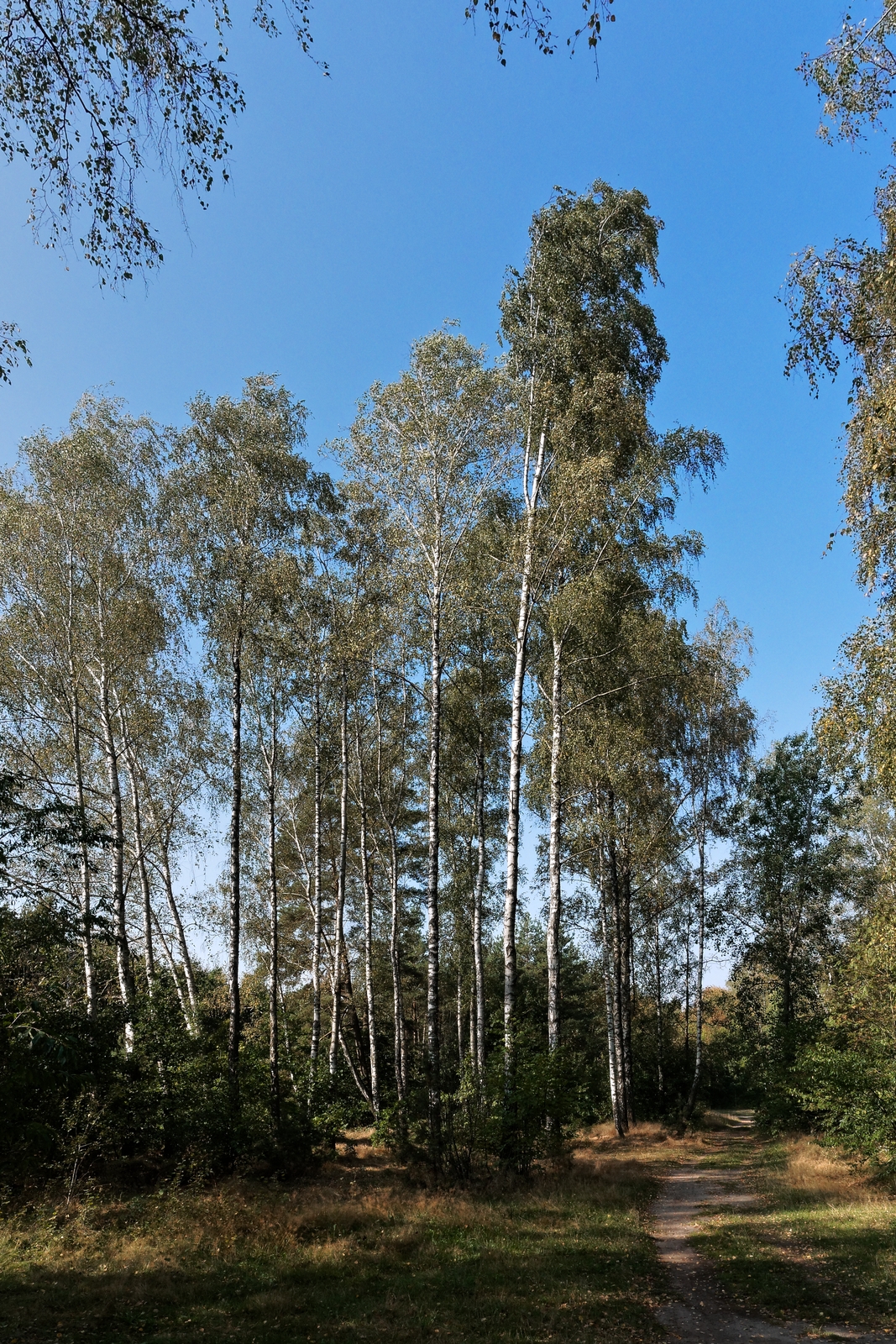 Nazwa:  las.jpg
Wyświetleń: 155
Rozmiar:  2,01 MB