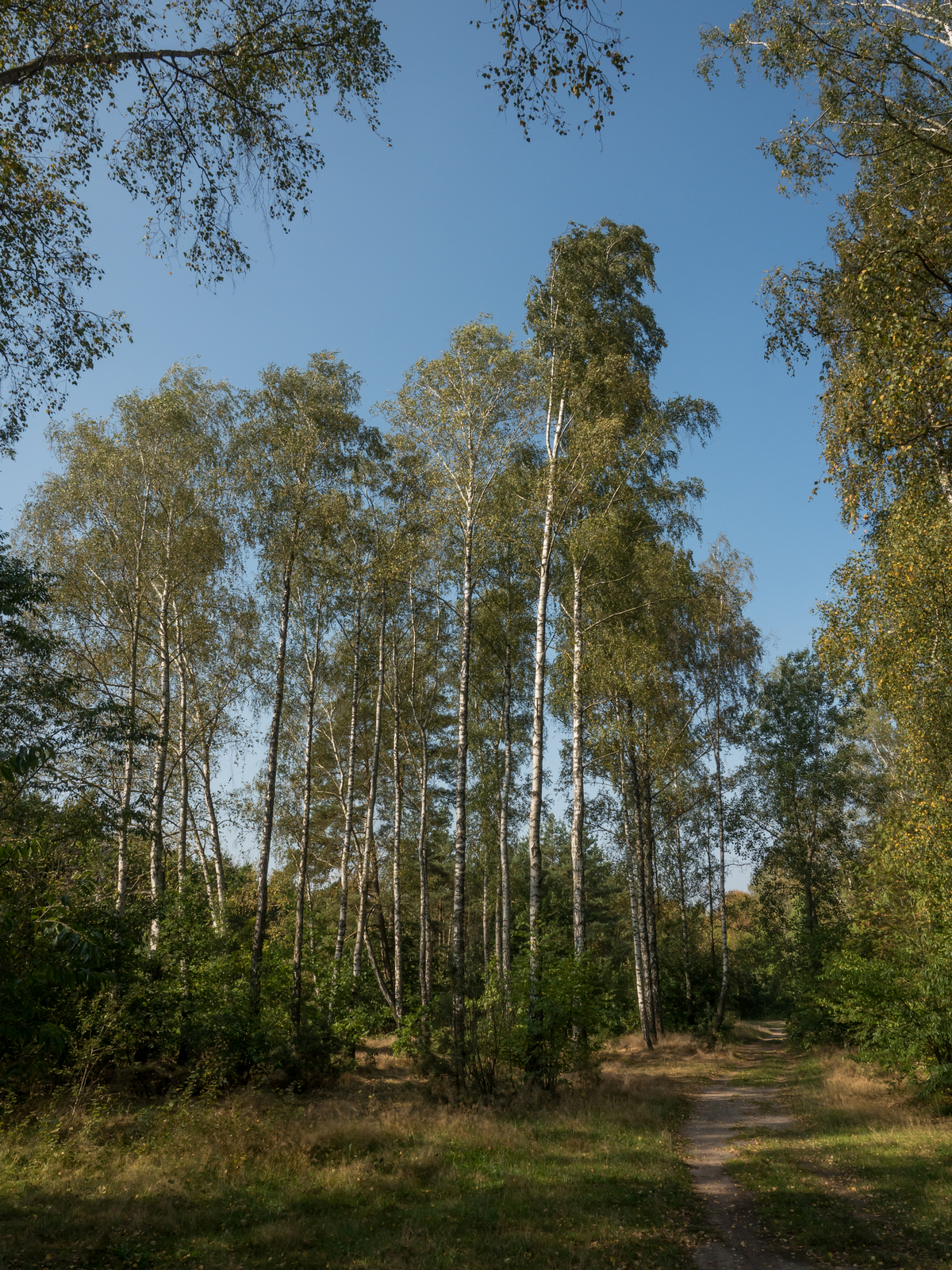 Nazwa:  P9250088r.JPG
Wyświetleń: 95
Rozmiar:  2,57 MB