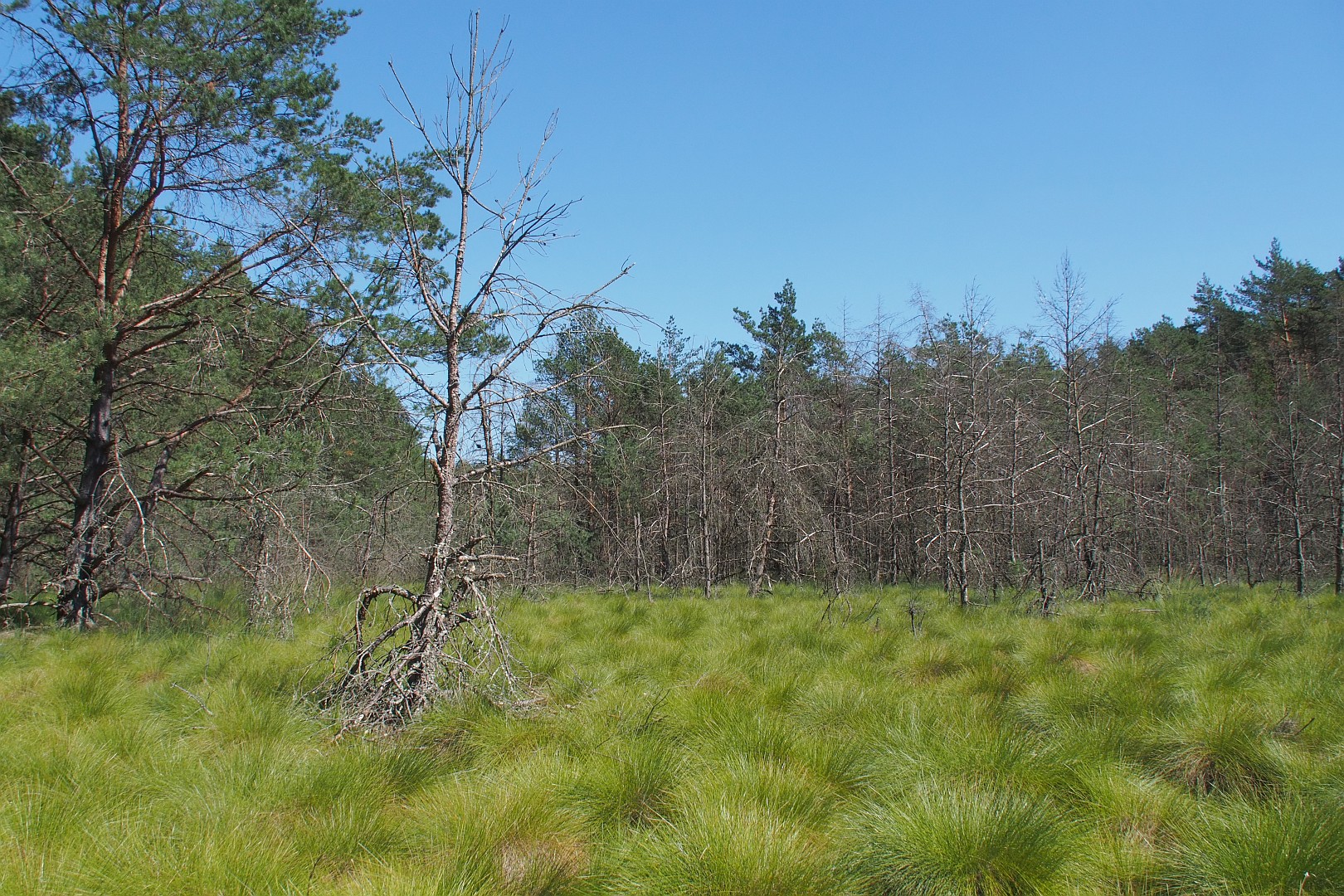 Nazwa:  bagienko46106of.jpg
Wyświetleń: 110
Rozmiar:  753,4 KB