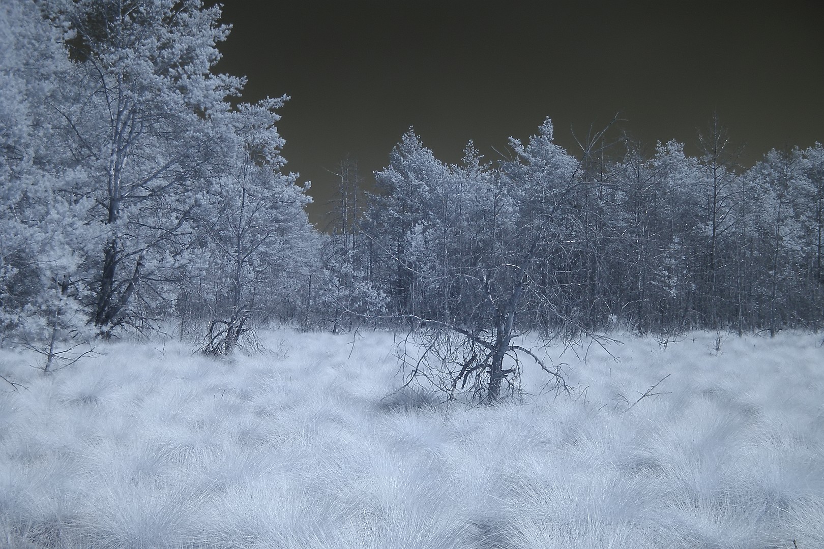 Nazwa:  P8190189f.jpg
Wyświetleń: 115
Rozmiar:  600,8 KB