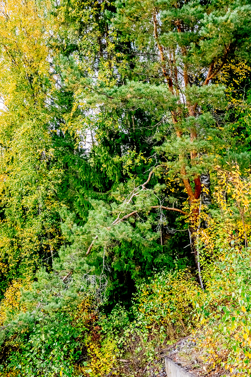 Nazwa:  DSC02577-1.jpg
Wyświetleń: 105
Rozmiar:  1,86 MB