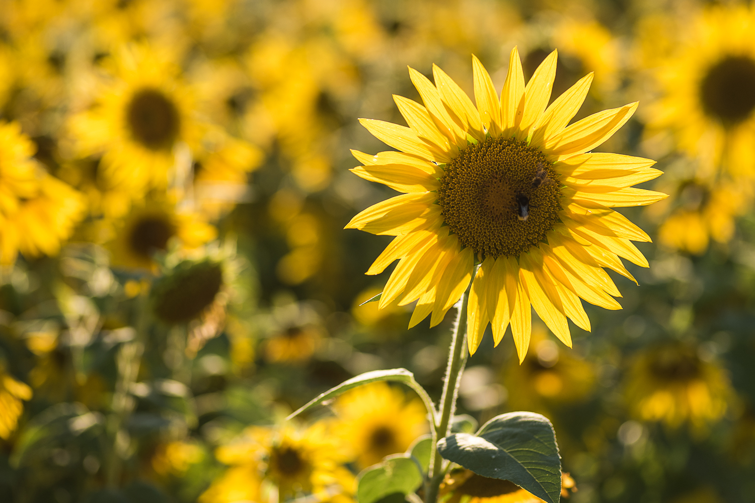 Nazwa:  Of-428.jpg
Wyświetleń: 179
Rozmiar:  1.008,0 KB