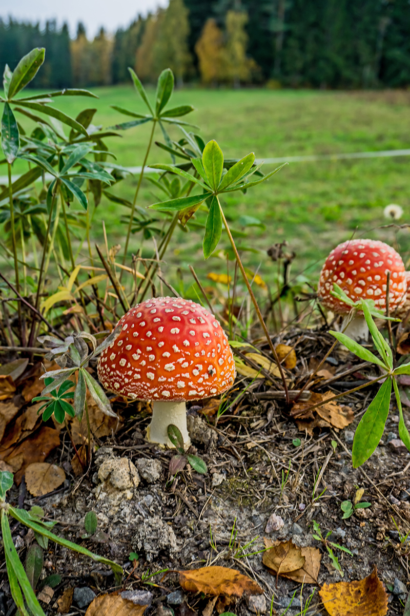 Nazwa:  DSC02650-1.jpg
Wyświetleń: 92
Rozmiar:  924,4 KB