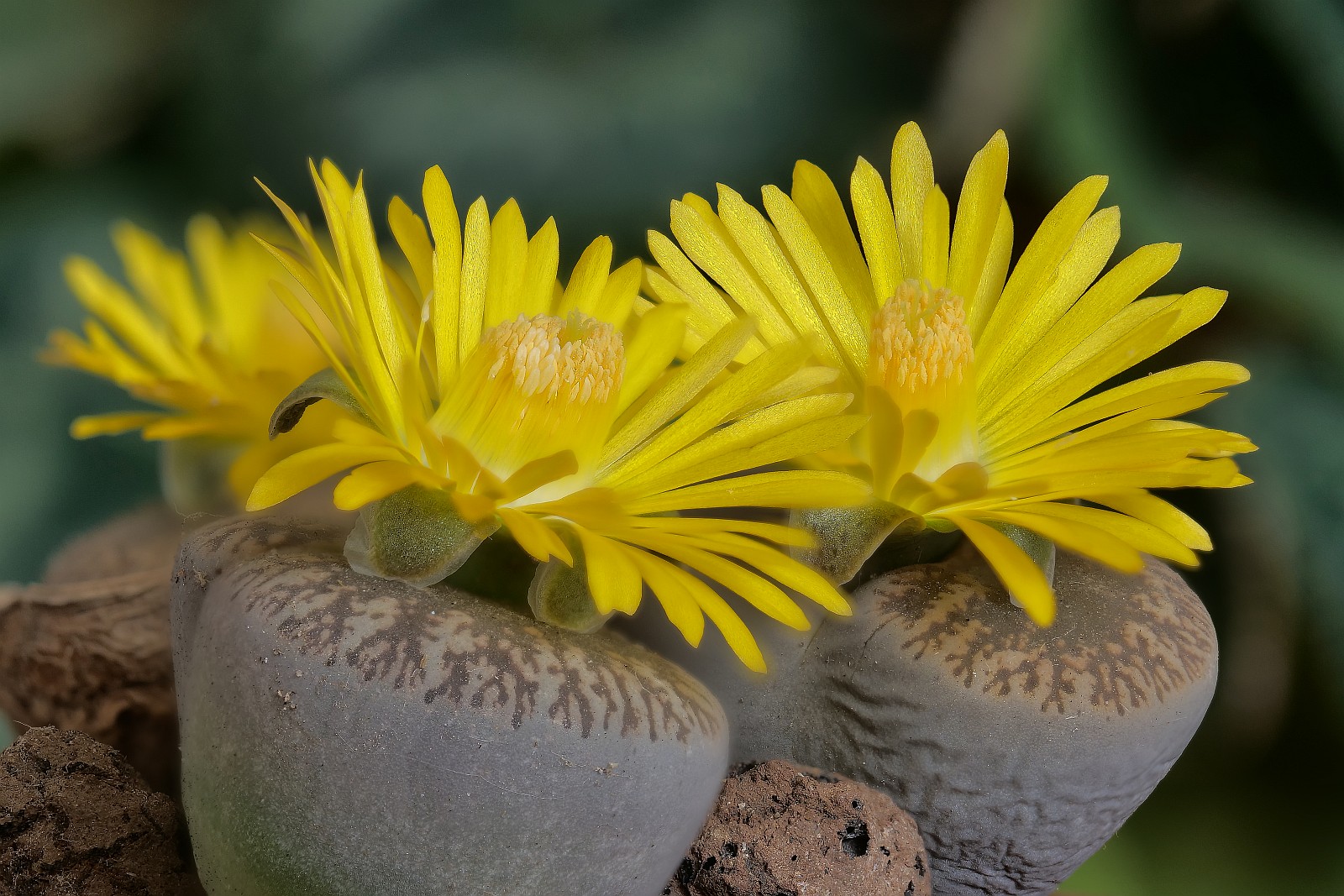 Nazwa:  Lithopsy72827-51d.jpg
Wyświetleń: 225
Rozmiar:  428,6 KB