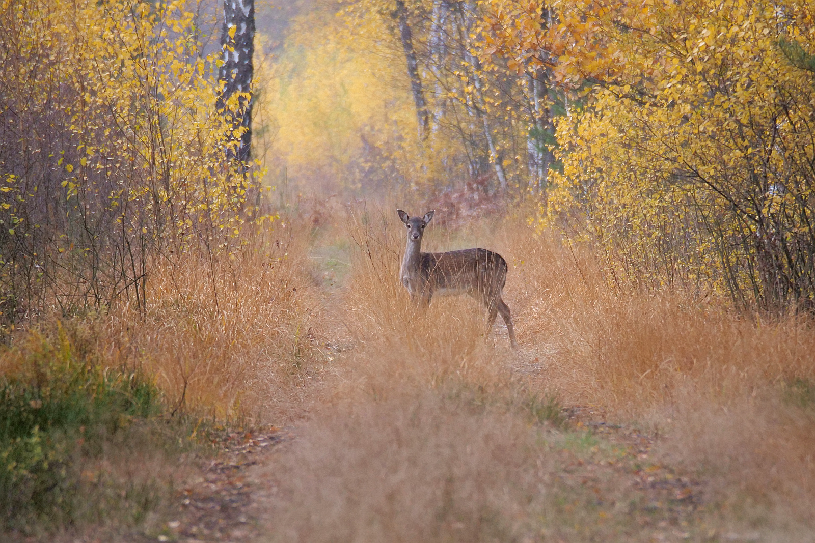 Nazwa:  sarna04249df.jpg
Wyświetleń: 191
Rozmiar:  1,02 MB