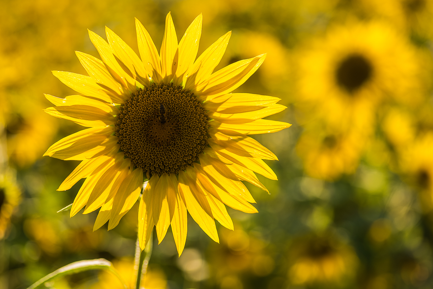 Nazwa:  Of-429.jpg
Wyświetleń: 129
Rozmiar:  1,00 MB