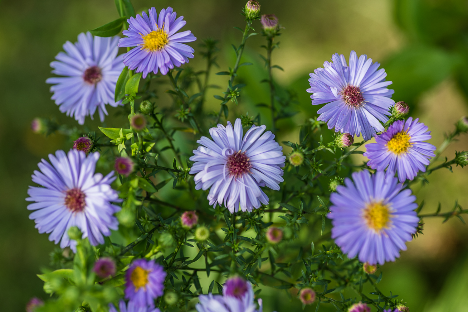 Nazwa:  Of-431.jpg
Wyświetleń: 138
Rozmiar:  912,1 KB