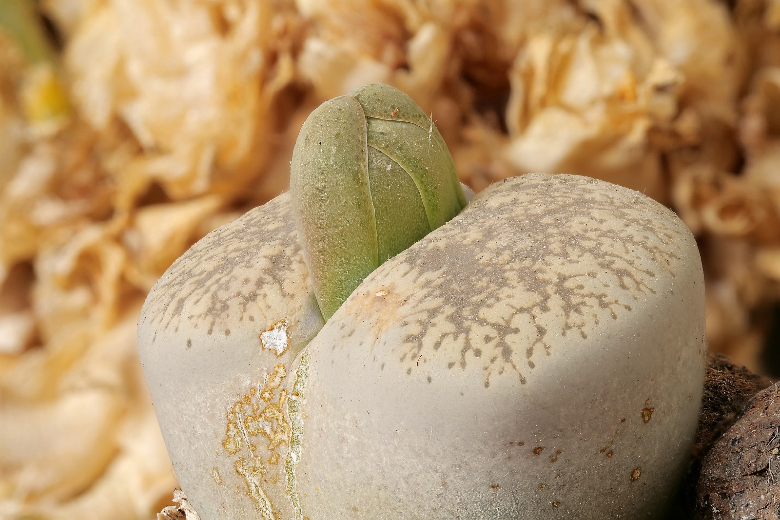 Nazwa:  Lithops73400-13d.jpg
Wyświetleń: 220
Rozmiar:  430,5 KB