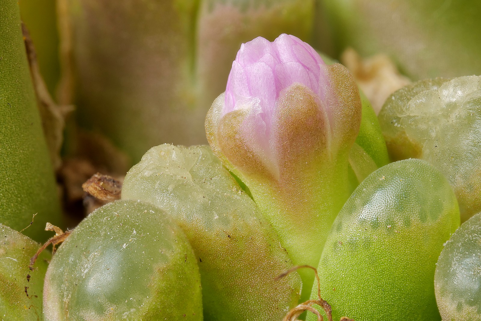 Nazwa:  Opthalmophyllum73310-32d.jpg
Wyświetleń: 218
Rozmiar:  515,9 KB