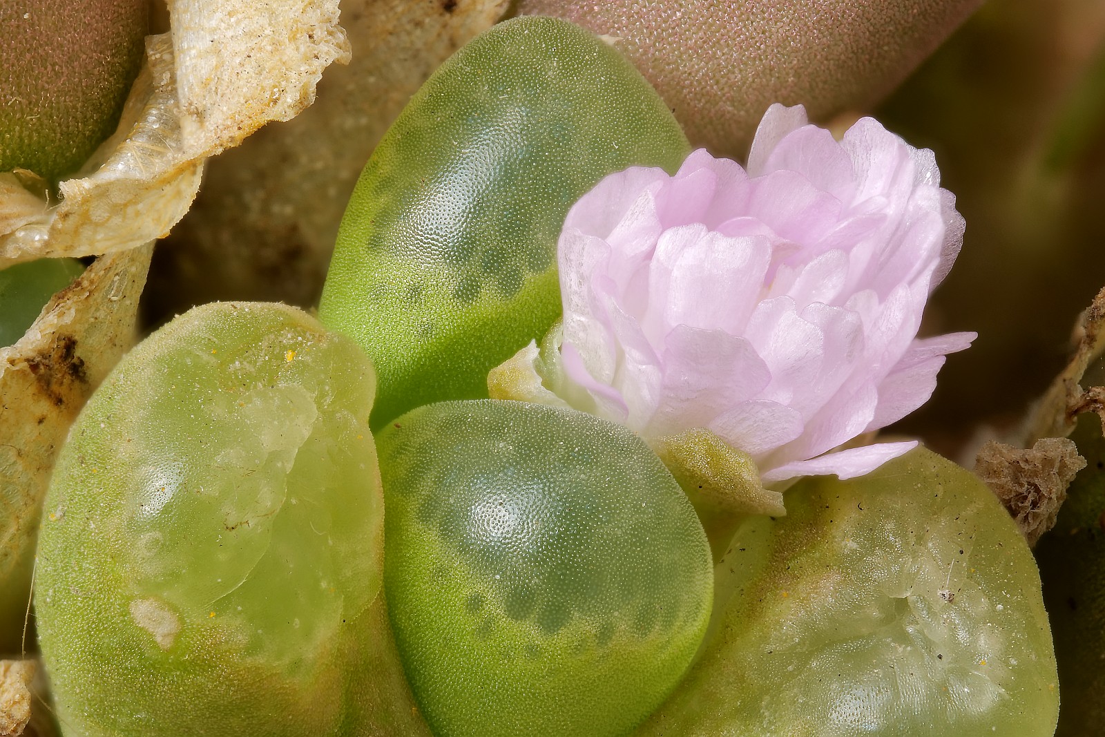 Nazwa:  Opthalmophyllum73255-80d.jpg
Wyświetleń: 205
Rozmiar:  530,6 KB